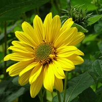 Eine strahlend gelbe Blüte