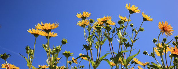 Die gelben Blüten der Silphie-Pflanze vor strahlend blauem Himmel