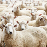 Eine Gruppe Schafe