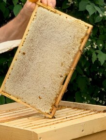 Rofr Bienen 1