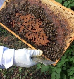 Rofr Bienen 3