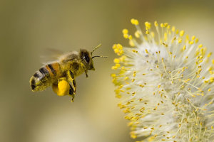 Bienen vor Blume