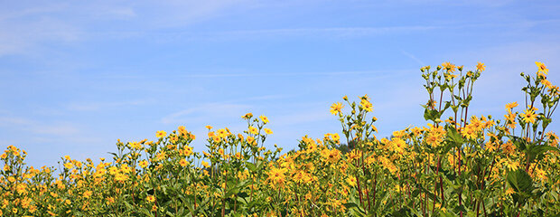 Gelbe Blüten vor einem strahlend blauen Himmel