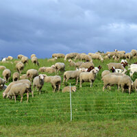 Eine Schafherde steht auf einer grünen Wiese hinter einem Draht-Zaun.