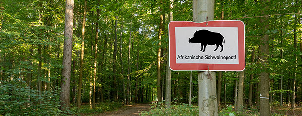 In einem Wald ist an einen Baustamm ein Warnschild mit der Aufschrift "Afrikanische Schweinepest" angenagelt.