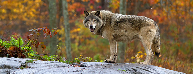 Ein grauer Wolf steht im Wald auf einem Felsen und schaut den Betrachter direkt an.