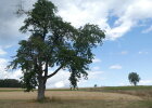 Landschaft bei Hauenreuth im Landkreis Bayreuth mit landschaftsbildprägenden Bäumen