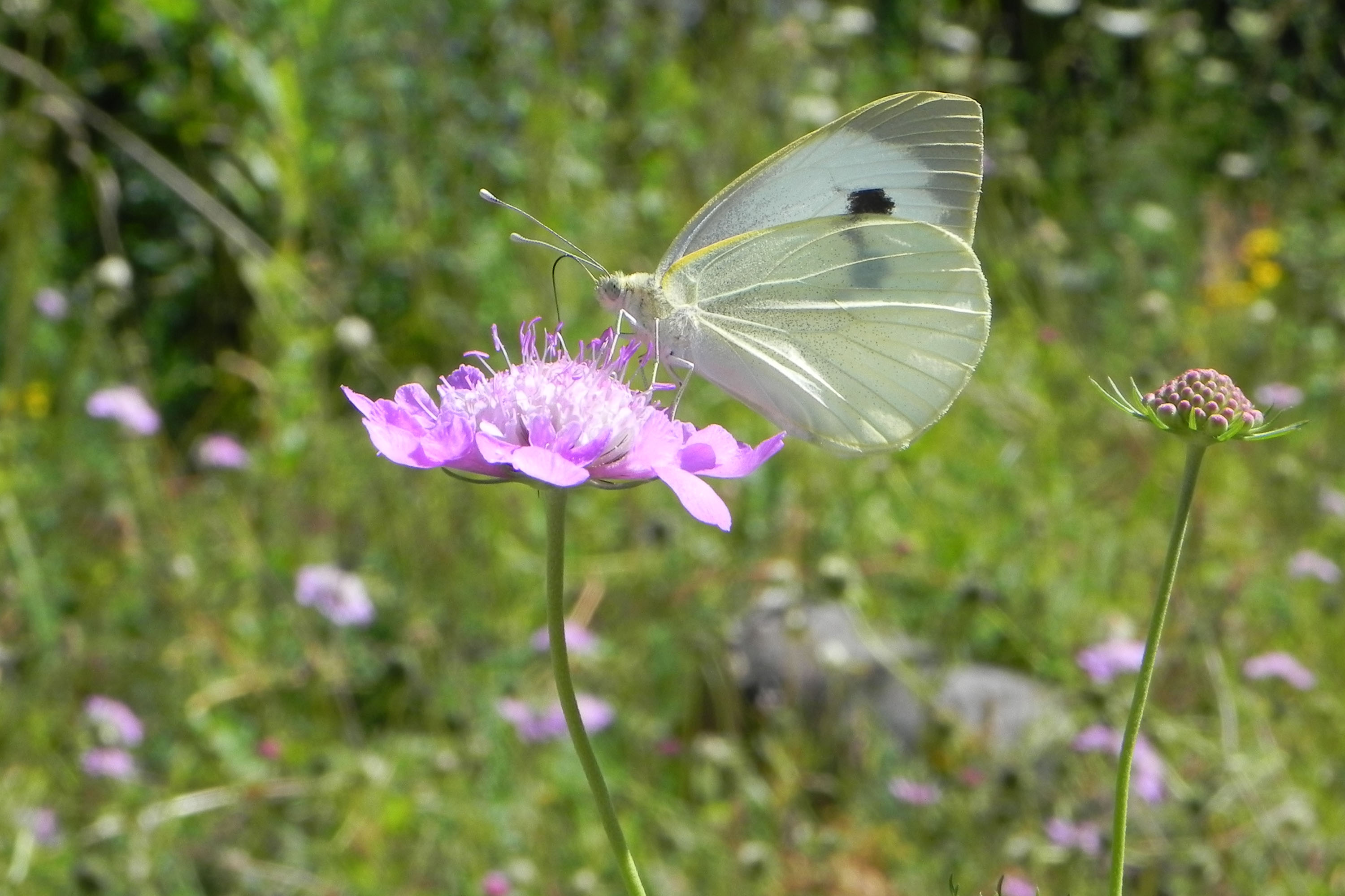 Ein weißer Schmetterling namens Kohlweißling sitzt auf einer lilafarbenen Blüte