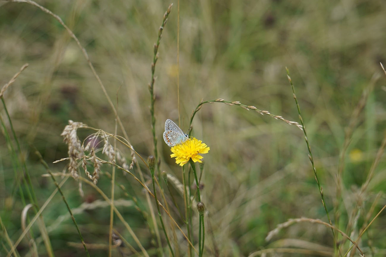 Bläuling im unvermähten Bereich der Blühwiese ("Insektenschutzstreifen")