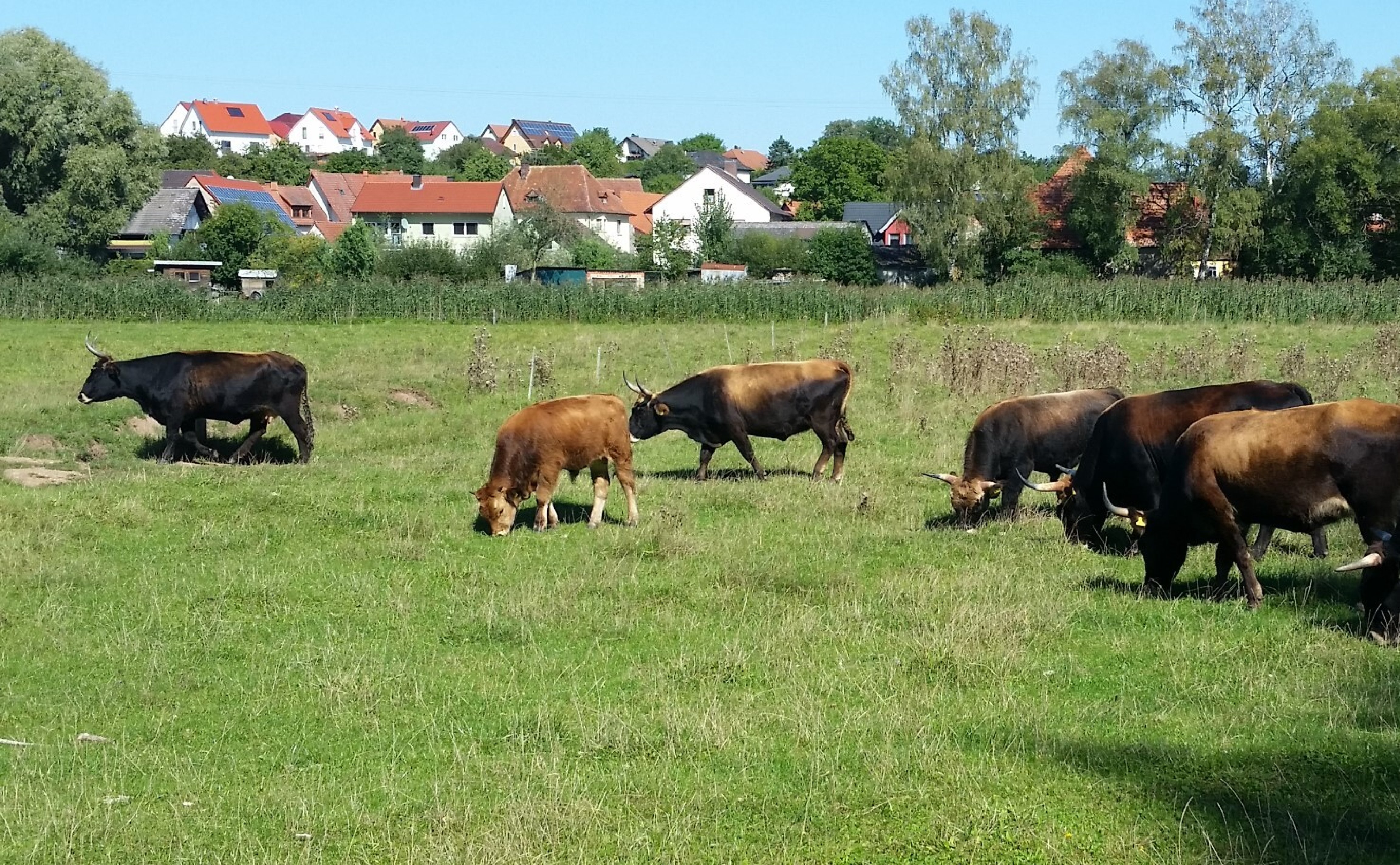 Heckrinder im Aurachtal, Landkreis Bamberg Heckrinder im Aurachtal, Landkreis Bamberg