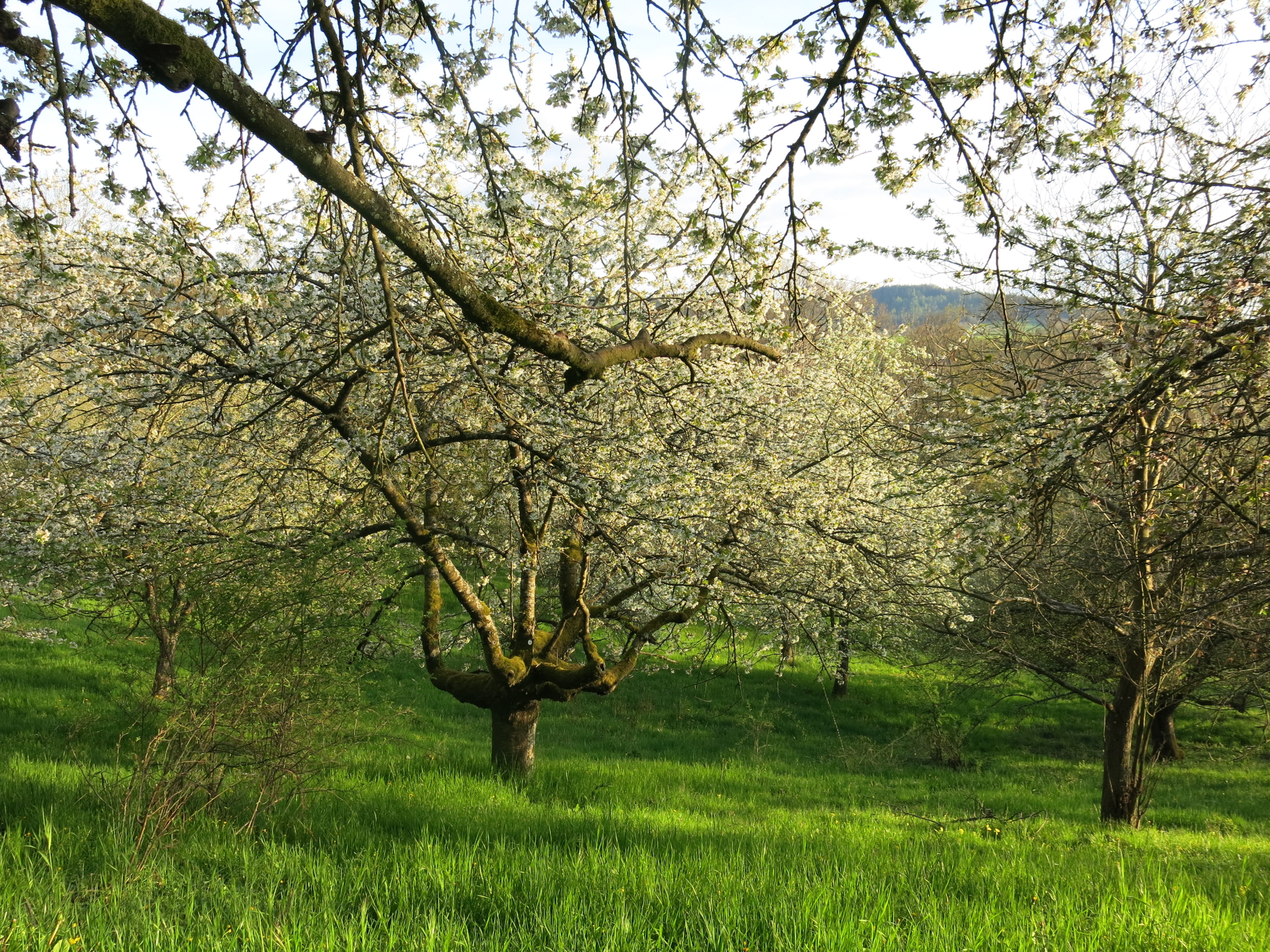 Eine blühende Streuobstwiese in Oberfranken