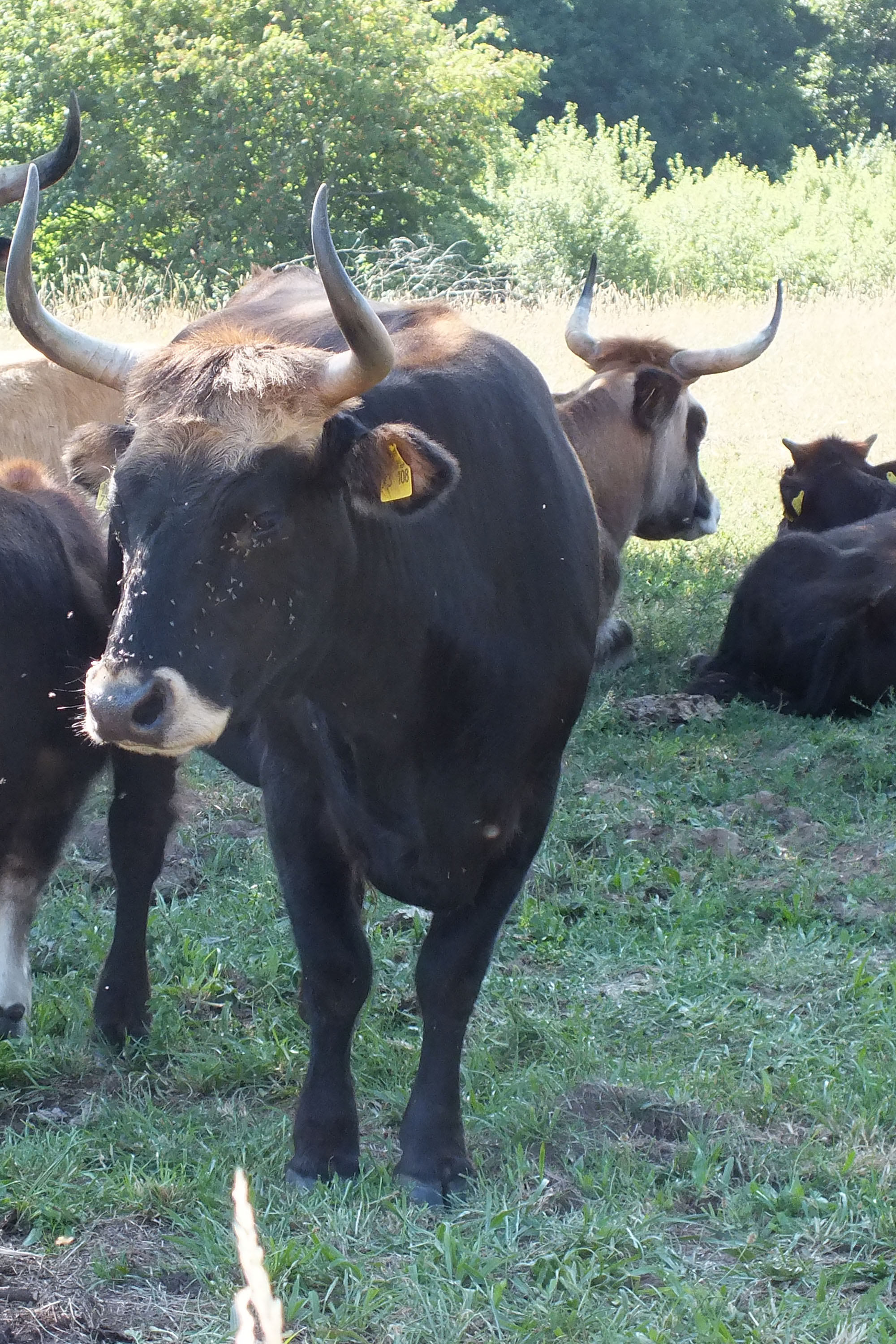 Tierische Landschaftspfleger im Aurachtal: Robuste Heckrinder werden in der Ganzjahresbeweidung eingesetzt.