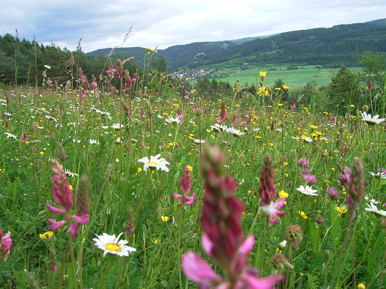 Artenreiche Wiese Artenreiche Wiese