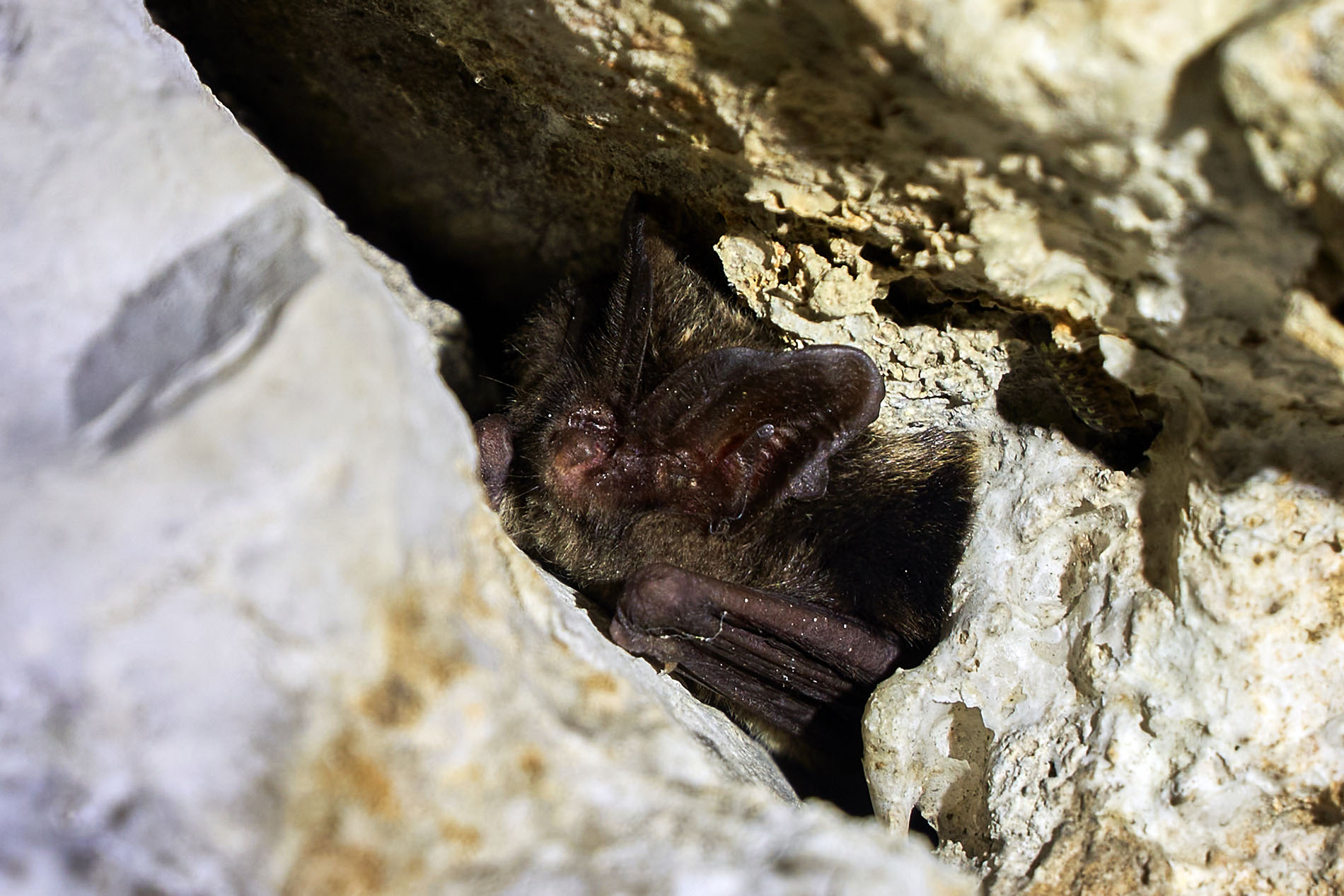 Mopsfledermaus in einer Höhle, 2020.