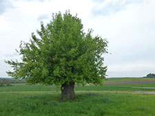 Bergner Fraenkisch Verwurzelt