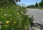 Ein Grasstreifen mit gelb und weiß blühenden Blumen direkt neben einer von Autos befahrenen Straße.