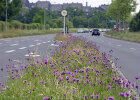 Ein Grasstreifen mit lila blühenden Blumen direkt neben einer von Autos befahrenen Straße.