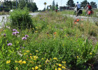 Ein Grasstreifen mit bunt blühenden Blumen direkt neben einer von Autos befahrenen Straße.