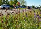 Ein Grasstreifen mit lila blühenden Blumen direkt neben einer von Autos befahrenen Straße.