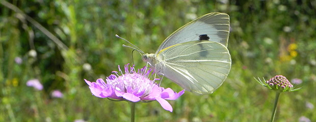 Ein weißer Schmetterling namens Kohlweißling sitzt auf einer lilafarbenen Blüte.
