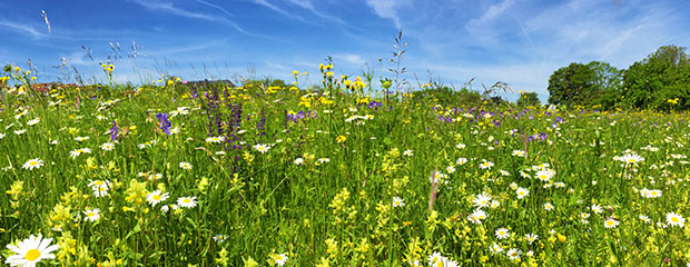 Wiese mit zahlreichen bunten Blüten