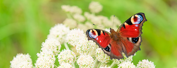 Ein roter Schmetterling mit schwarzen Augen auf den Flügeln, ein sogenannter Tagpfauenauge