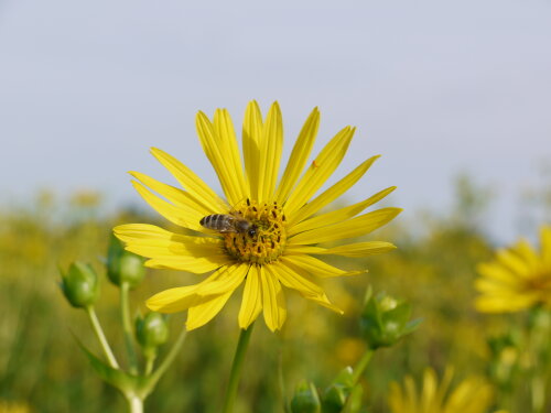 Schwebfliege Silphieblüte Peter Baumann