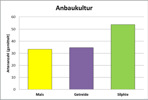 Anbaukultur Silphie