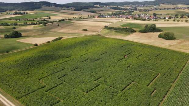 Regierung Von Oberfranken Luftbild Silphie-labyrinth _3_