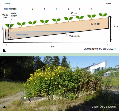 Pflanzenwachstum in Abhängigkeit des Grundwasserstandes: a. Schema des Versuchsaufbaus b. Entwicklung der Pflanze